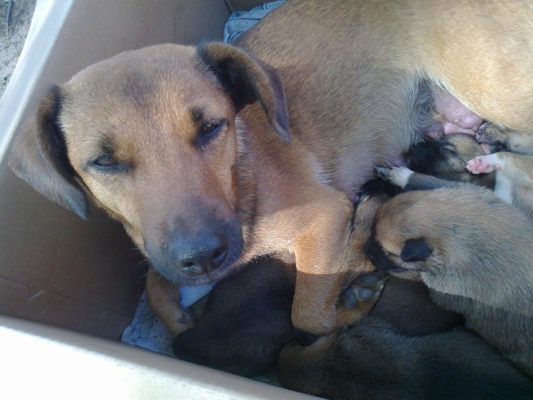 Андорская дворняжка