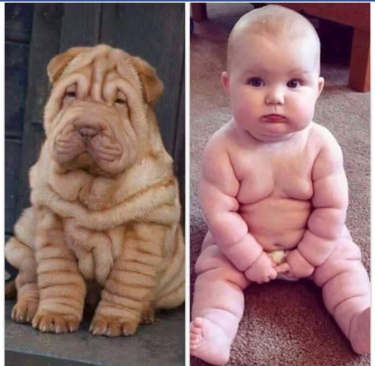 Шарпей Медвежка