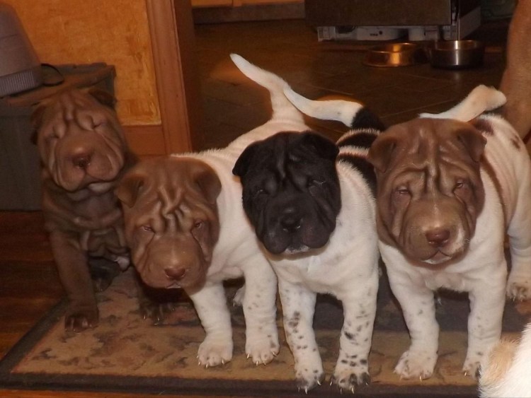 Шарпей собака окрас