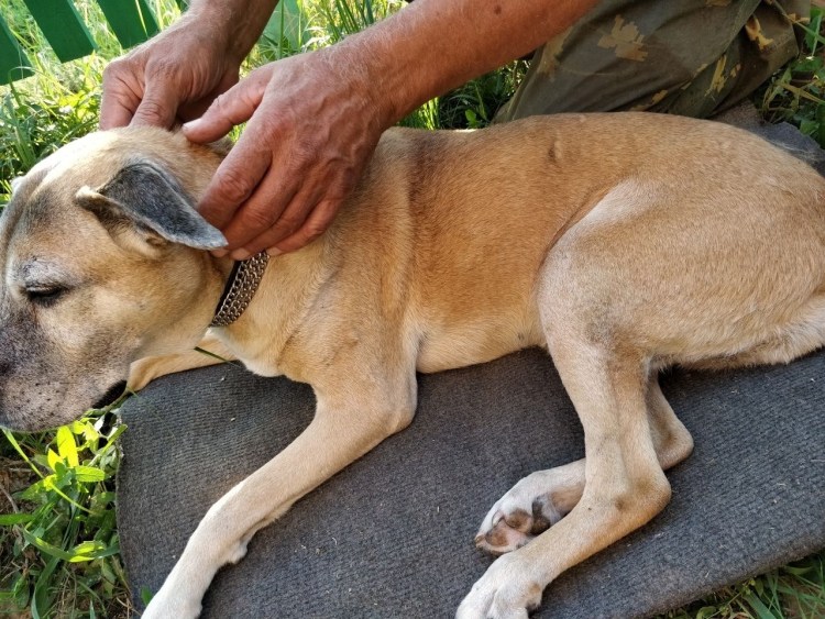 Помесь алабая