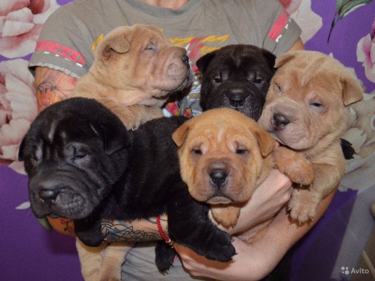 Щенки шарпея в добрые