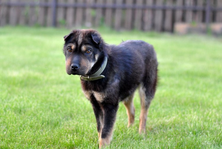 Эдуард Асадов стихи о рыжей дворняге текст