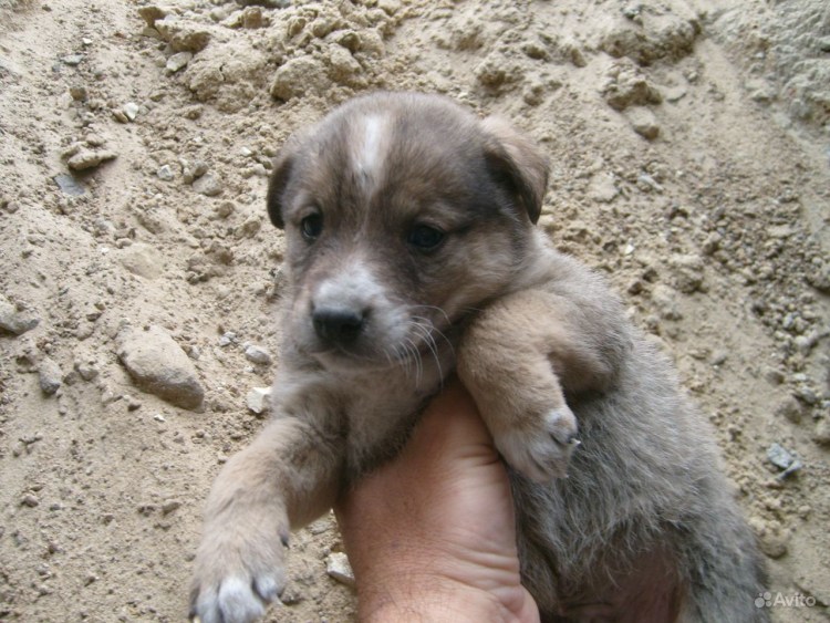 Метис лабрадора и овчарки 2 месяца черный