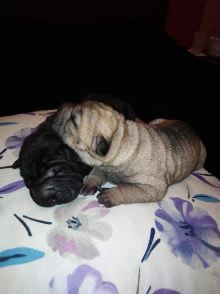 Собака метис лабрадора и шарпея