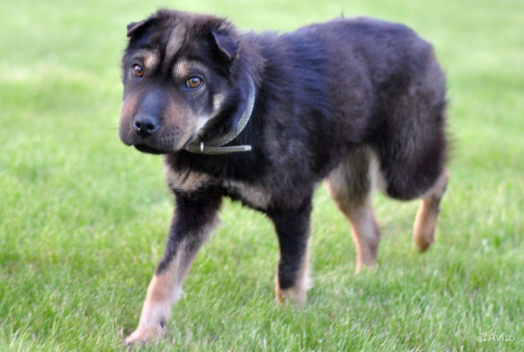 Смесь таксы и булли