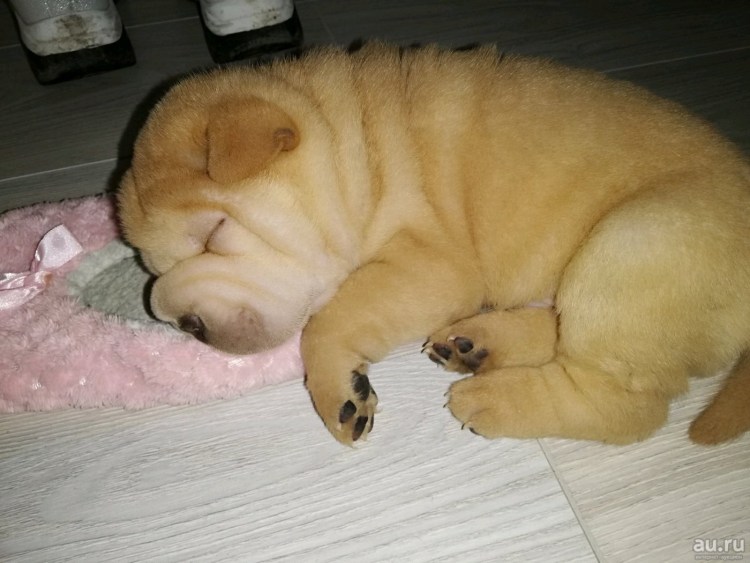 Маленький щенок с мамой