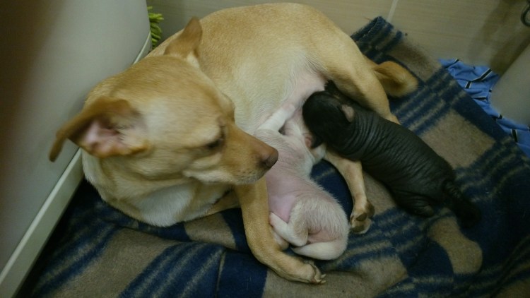 Метис шарпея и лабрадора