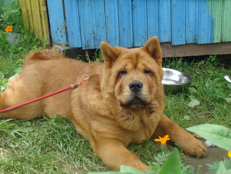 Метис чау-чау