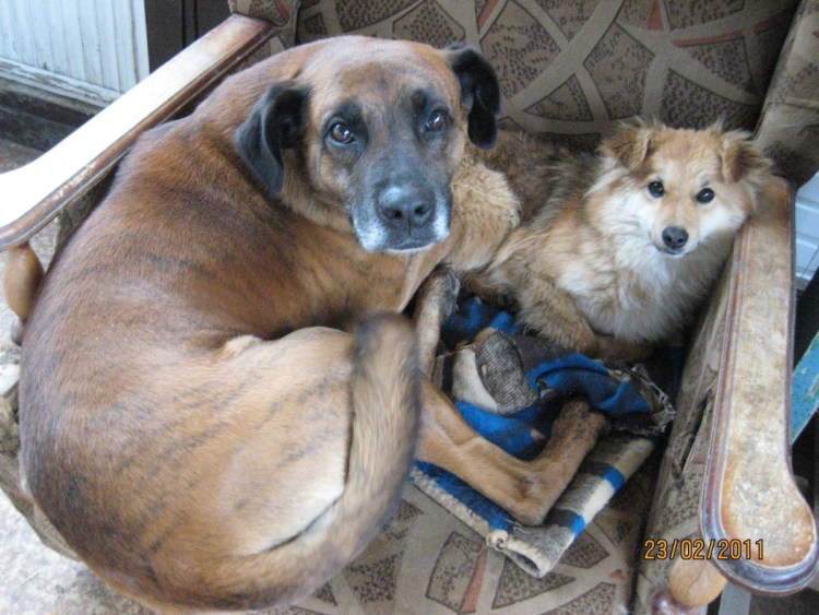 Собака заменила мать