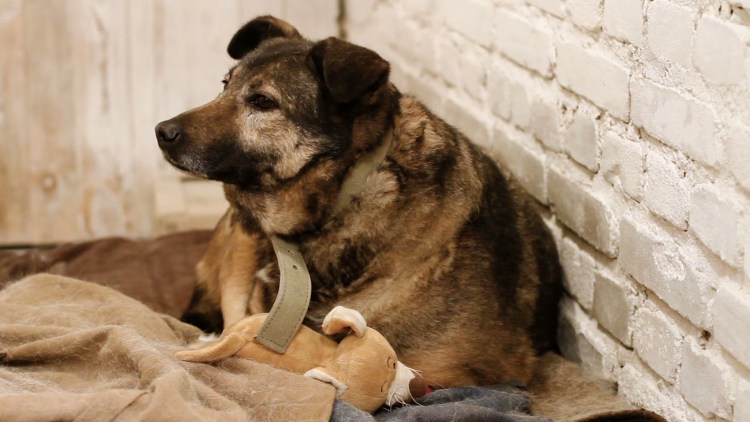 Шарпей Самара авито