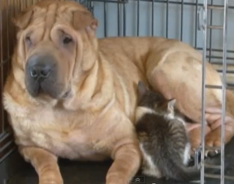 Крашская овчарка