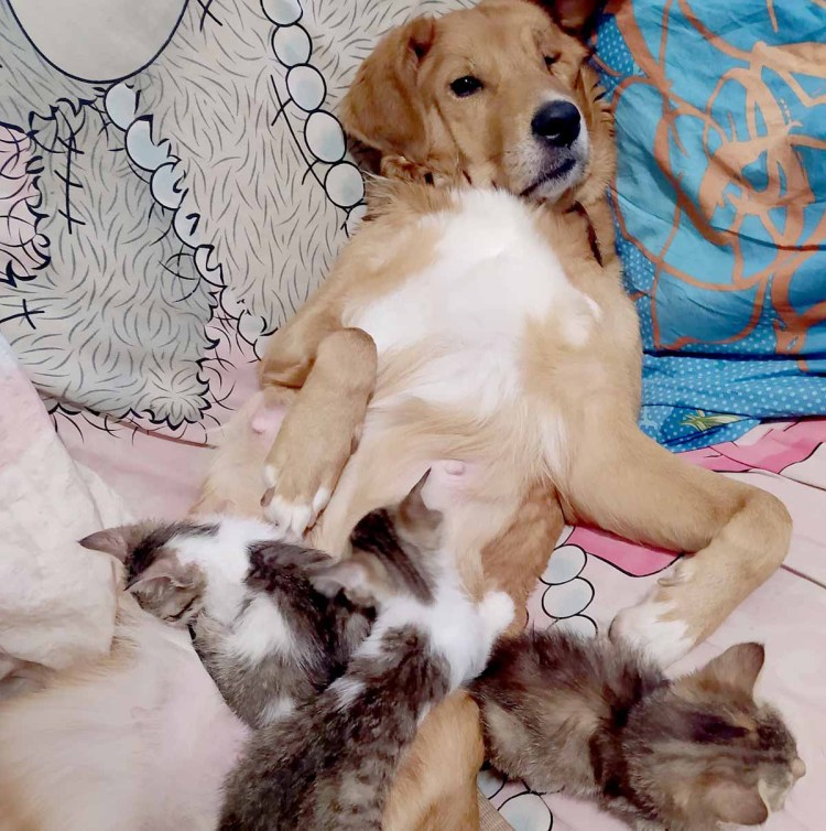 Смешной шарпей