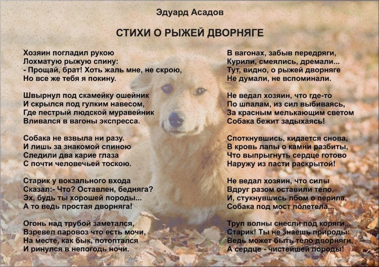 Коричневый щенок дворняжка