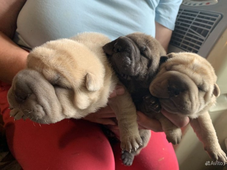 Метис таксы и питбуля