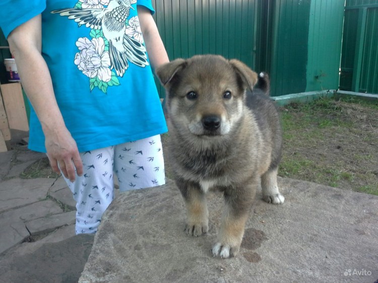 Собака шарпей целует человека