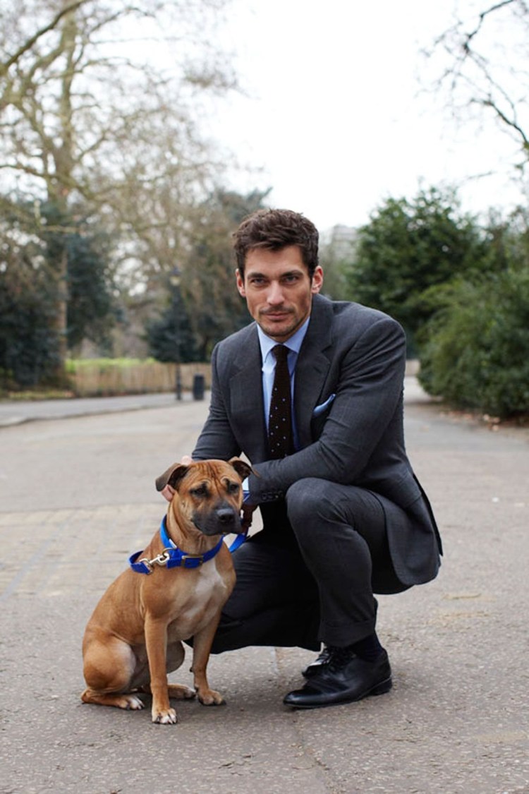 Дэвид Ганди и собаки