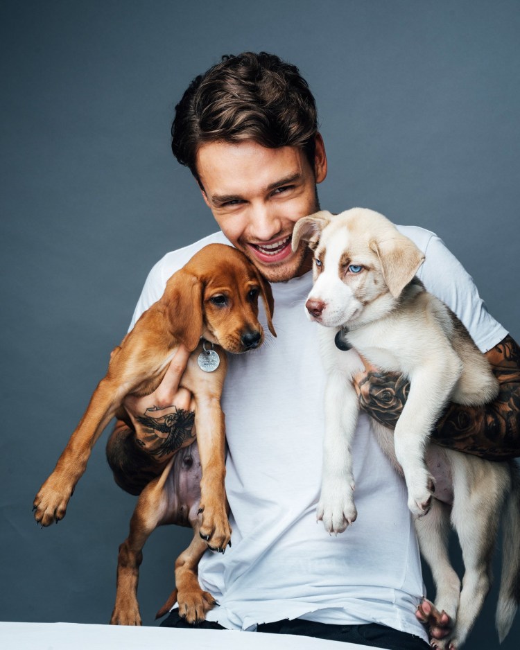 Лиам Пейн с щенками