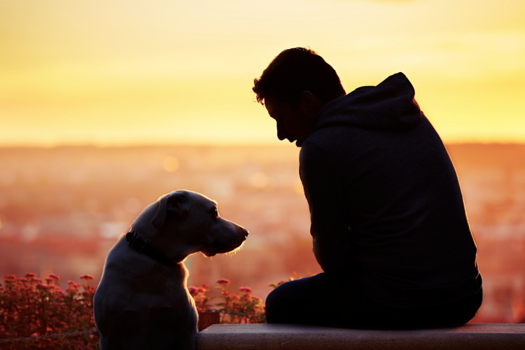 Собака и человек