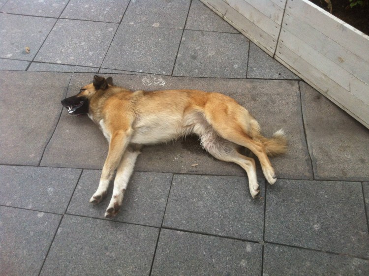 Мёртвые домашние животные