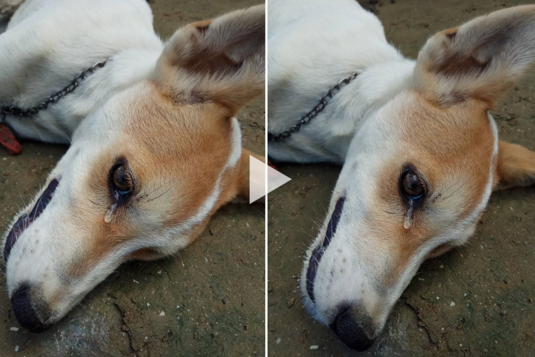 Собака плачет на могиле хозяина