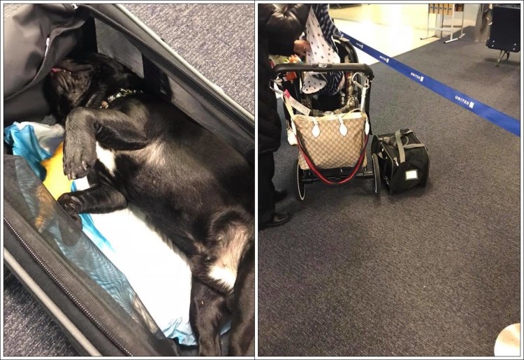 Брошенные животные