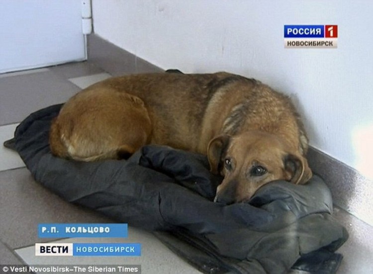 Владельцы собак