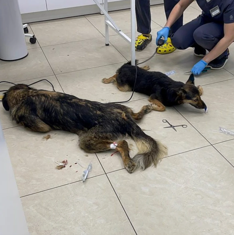 Спасем бездомных животных