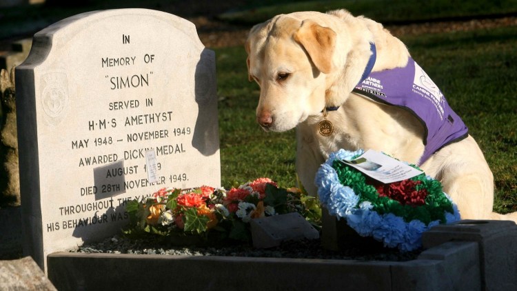 Мост радуги рай для животных