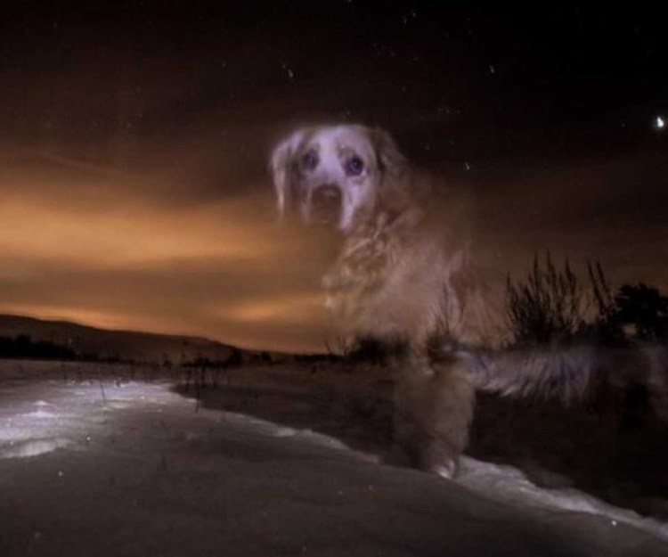 Собака Тимон Аэрофлот