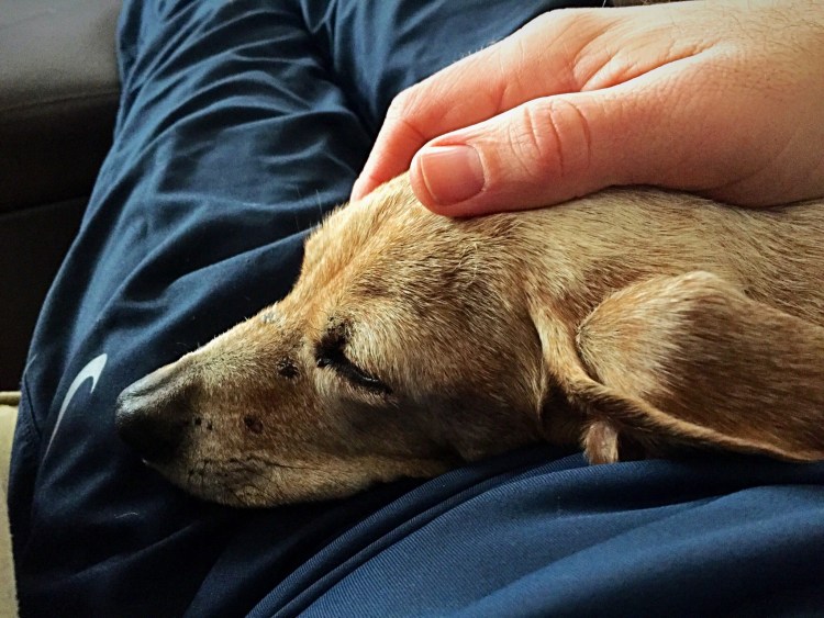 Собачьи могилки