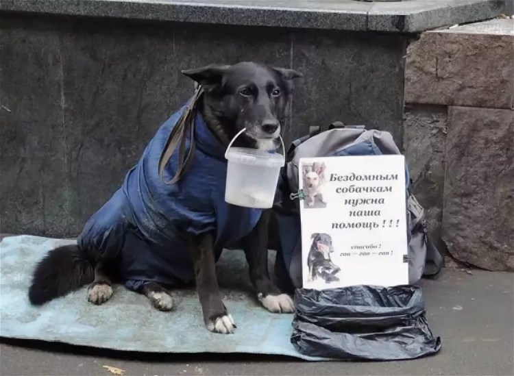 Стих про собаку