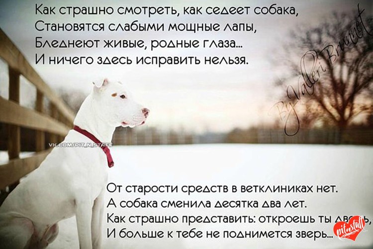 Собачьи могилки