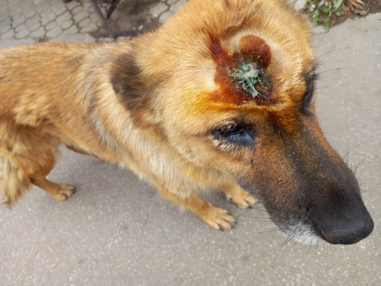 Смерть любимой собаки