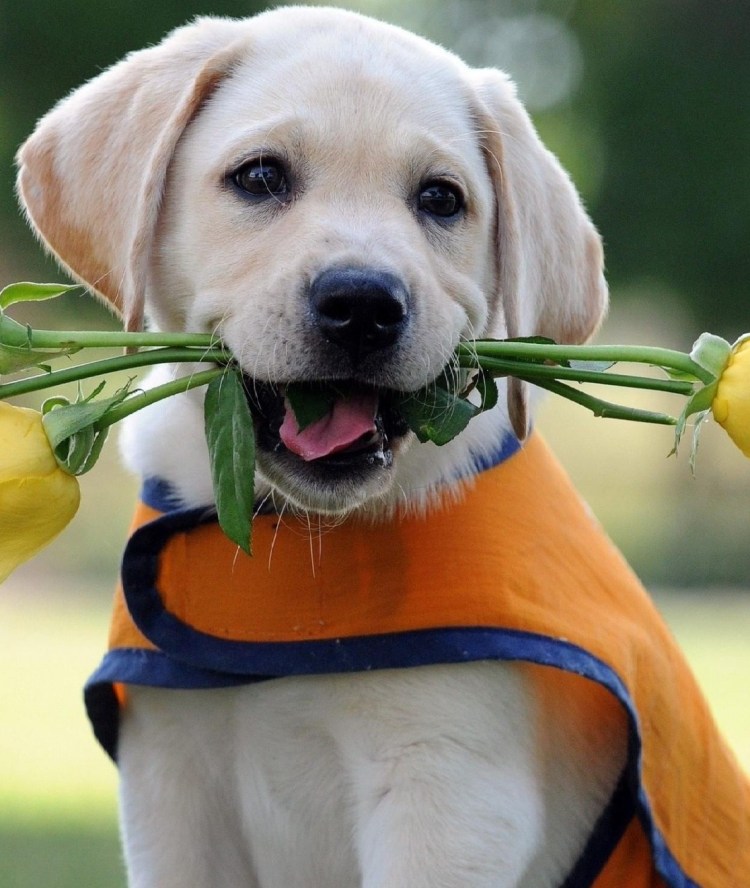 Поздравления с днём рождения с собачками