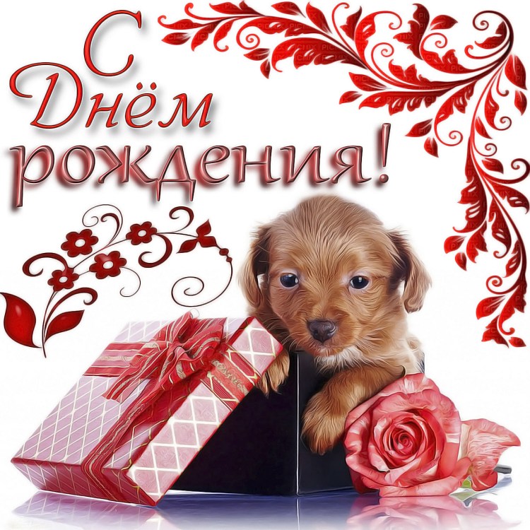 День рождения собаки