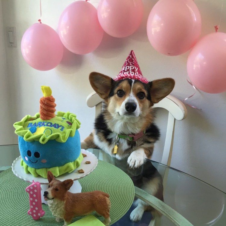 День рождения собаки