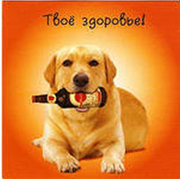 Много собак рисунок