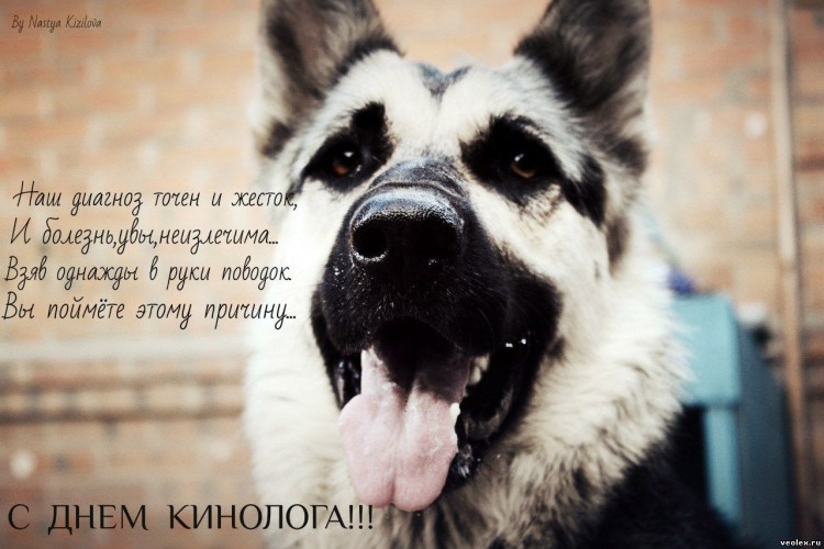 День рождения собаки