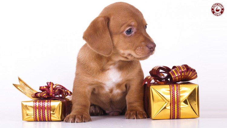 Джек-Рассел-терьер с бокалом