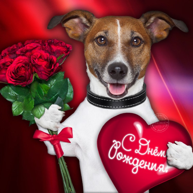 Собаки поздравляют с новым годом