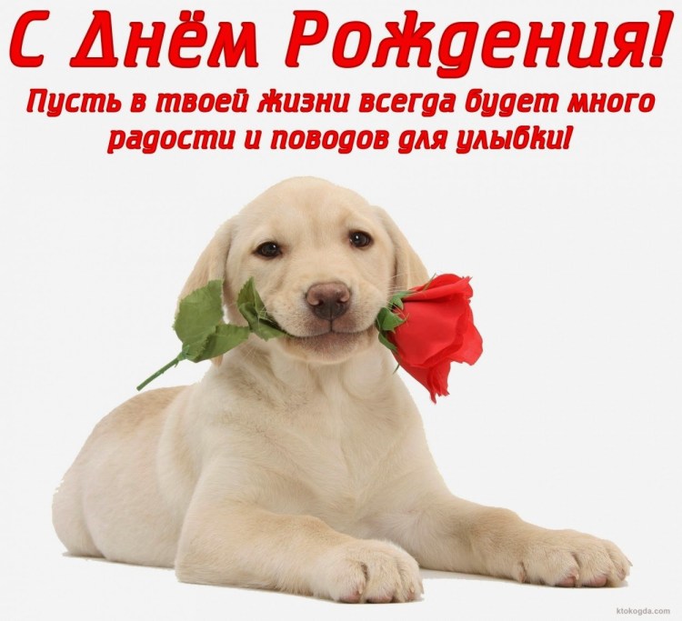 Открытки с новым годом с собаками