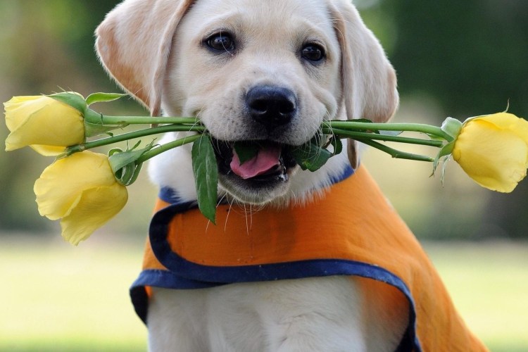 Такса поздравляет с днем рождения