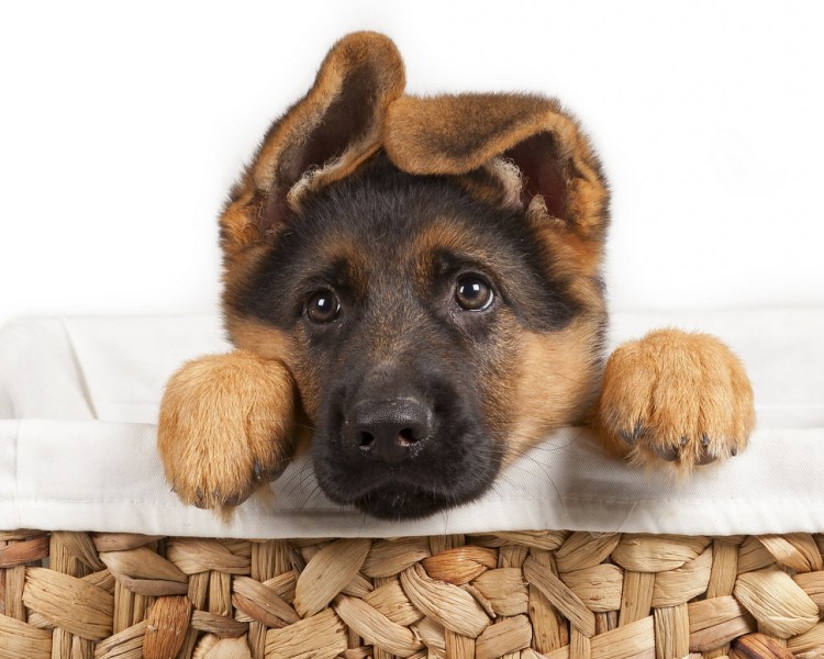 Открытки с днём рождения с собачками