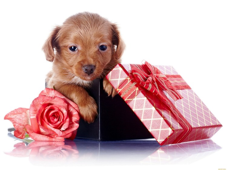 Поздравляю с днем кинолога