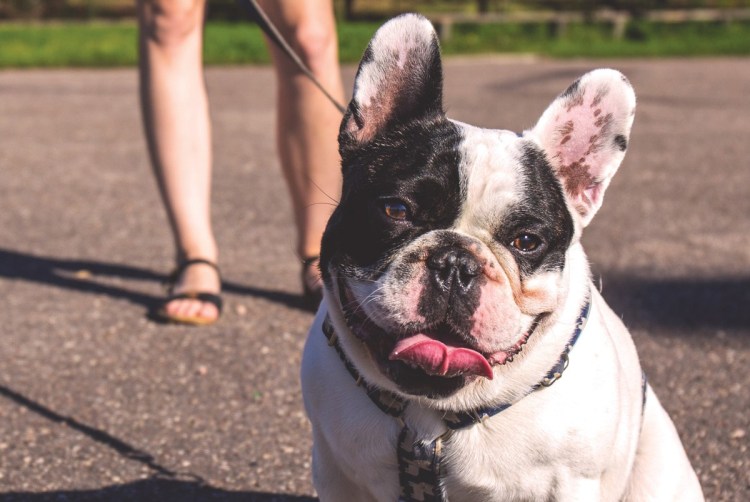 У французского бульдога красные глаза