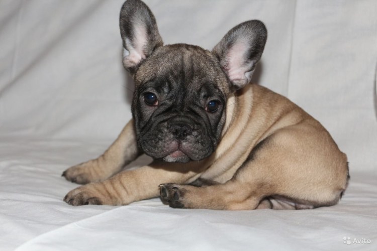 Демодекоз у французского бульдога