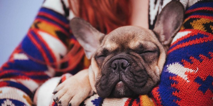 Французский бульдог аллергенные