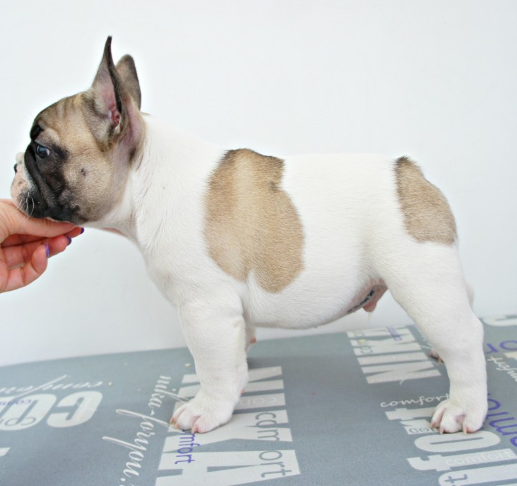 Французский бульдог стандарт FCI