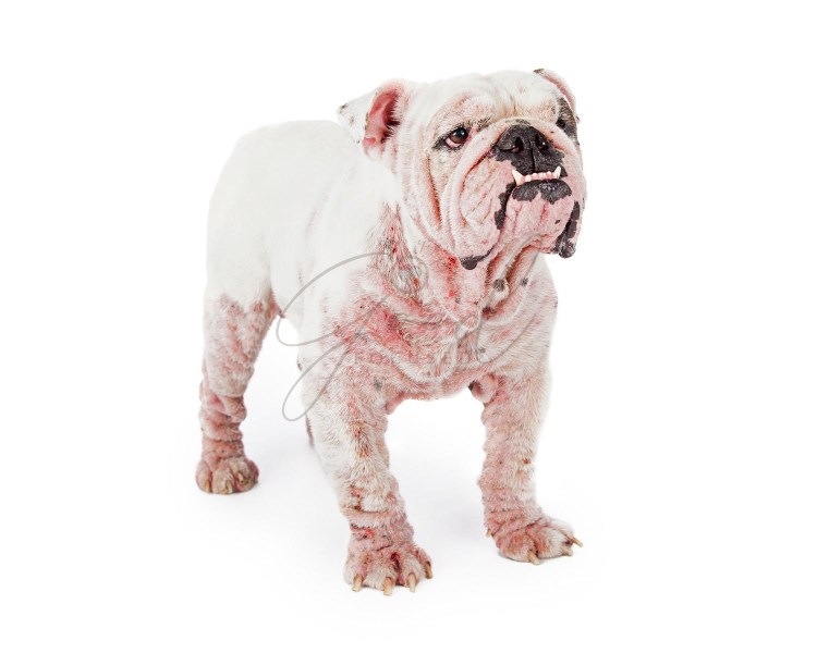 Демодекоз у английского бульдога
