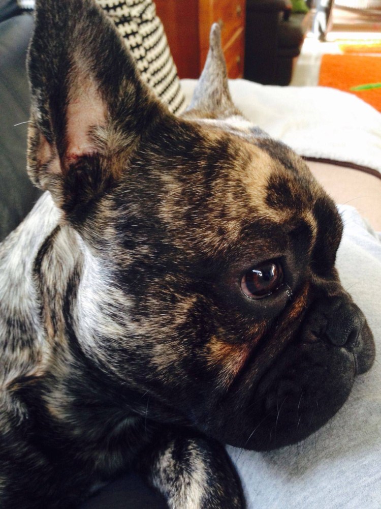 Демодекоз у французского бульдога